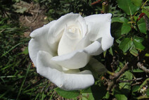Роза "Аннапурна"