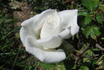 Роза "Аннапурна" (Rose Annapurna)