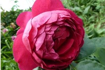 Роза "Аскот" (Rose Ascot)