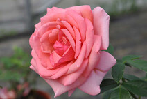 Роза "Бермуды" (Rose Bermuda)