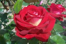 Роза "Биколетт" (Rose Bicolette)