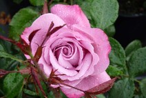 Роза "Блю Ривер" (Rose Blue River)