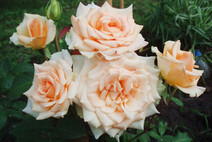 Роза "Версилия" (Rosa Versilia)