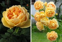 Роза "Голден Селебрейшн" (Rosa Golden Celebration)