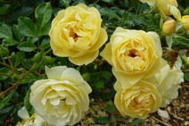 Роза "Зонненширм" (Rosa Sonnensсhirm)