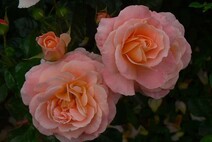 Роза "Кальмар" (Rosa Kalmar)