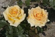 Роза "Капучино" (Rosa Cappuccino)