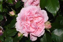 Роза "Комтес де Сегюр" (Rose Comtess de Segur)