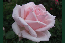 Роза "Коперник" (Rose Kopernik)