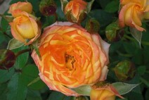 Роза "Корсо" (Rose Corso)