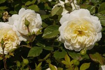 Роза "Крокус Роуз" (Rose Crocus Rose)