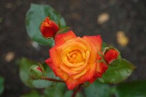Роза "Мамбо" (Rose Mambo)
