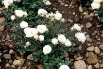 Роза "Миниатюр Уайт" (Rose Miniature White)
