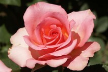 Роза "Мондиаль" (Rose Mondiale)