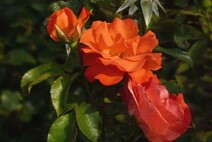 Роза "Оранж Пэшн" (Rose Orange Passion)