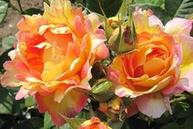 Роза "Роз де Систерсьян" (Rosa Rose des Cisterciens)