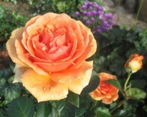 Роза "Ашрам" (Rose Ashram)