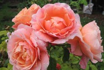 Роза "Поль Бокюз" (Rose Paul Bocuse)