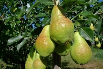 Груша "Видная"