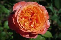 Роза "Рене Госсини" (Rose Rene Goscinny)