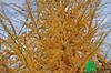 Larix decidua