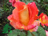 Rose Piccadilli