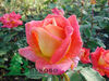  Rose Пикадилли 