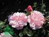 Rose Bonica 82