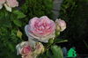 rose Eden Rose