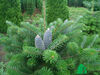 Abies koreana