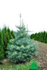 Abies concolor