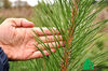 Pinus nigra