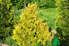 Thuja occidentalis Yellow Ribbon