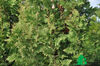 Thuja occidentalis Spiralis