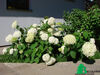 Гортензия древовидная Анабель (Hudrangea arborescens Anabelle)