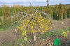 Ulmus glabra Camperdownii