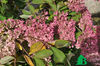 Hydrangea paniculata Grandiflora