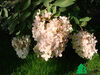 Hydrangea paniculata Grandiflora