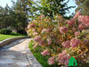 Hydrangea paniculata Grandiflora