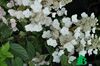 Hydrangea paniculata Pink Diamont