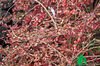 Cotoneaster horizontalis