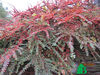 Cotoneaster horizontalis