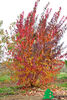 Acer tataricum ginnala