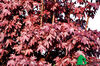 Acer platanoides Crimson Sentry