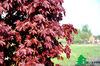 Acer platanoides Crimson Sentry