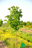 Tilia cordata (Липа мелколистная)