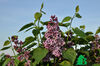 Syringa vulgaris Sensation