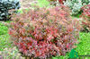 Spiraea japonica Little Princess