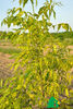 Fraxinus pennsylvanica Aucubifolia