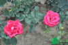 Rose Dame de Couer